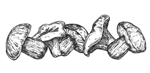 Vector set of hand draw different mushrooms isolated on white background. Illustration in sketch engraved style. Design elements for branding organic healthy fresh food.