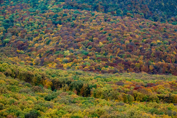 Aerial view of beautiful orange and red autumn forest