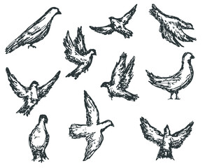 Set of birds sketches isolated on white background. Hand drawn design elements. Vector illustration.
