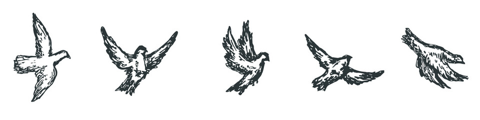 Set of birds sketches isolated on white background. Hand drawn design elements. Vector illustration.