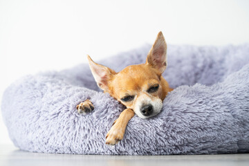Red-haired, little toy terrier sleeps in a gray bed at home on a white background.