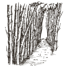 Vector hand draw bamboo garden isolated on white background. Monochrome illustration in sketch vintage style.