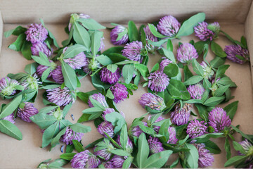 clover picked in a box