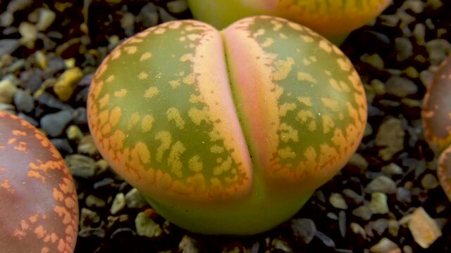 (Lithops aucampia), succulent of the family Aizoaceae, a plant cultivated in collections from South Africa