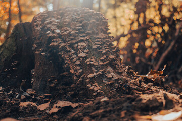 Group of inedible mushrooms growing on a tree trunk. Foliage on the background. Autumn, fall.