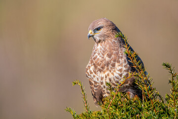 Mäusebussard (Buteo buteo)