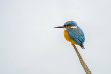 Eisvogel-Kingfisher (Alcedo atthis)