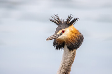 Haubentaucher Portrait (Podiceps cristatus)