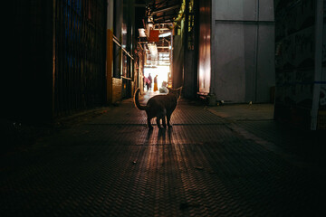 A photo of the lonely cat's back on traditional wholesale fruit market, Hong Kong