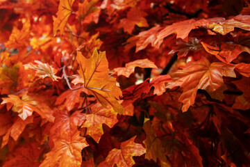 maple foliage background,autumn red leaves backdrop,fall in October,season holidays
