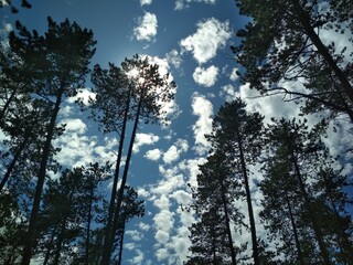 trees and sky
