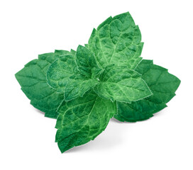 Mint leaves isolated on white background