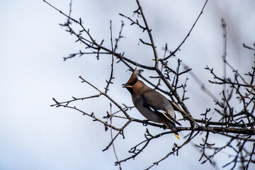Bohemian waxwing (Bombycilla garrulus) 