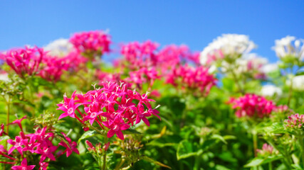 夏の小さいピンクの花、ペンタス