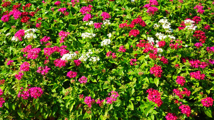 夏の小さいピンクの花、ペンタス