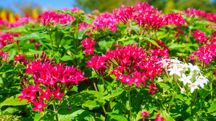 夏の小さいピンクの花、ペンタス
