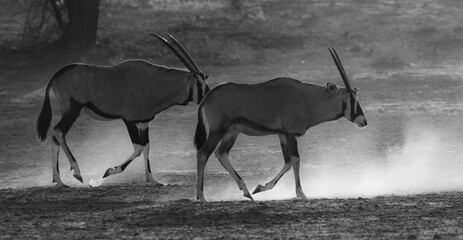 black and white picture of gemsbok on the move