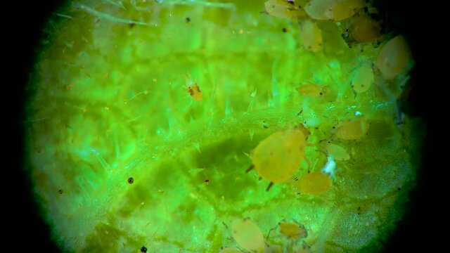 Aphid under a microscope, - aphid superfamily (Aphidoidea, Hemiptera) on a cucumber leaf, many are dangerous pests of plants