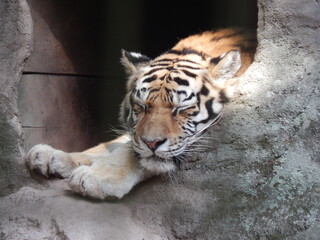 sleeping tiger picture inside a rock cave