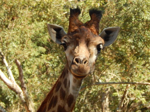 giraffe closeup picture with green trees background