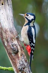 spotted woodpecker