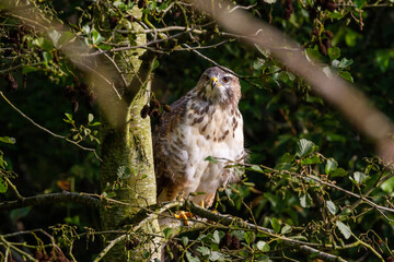 owl sitting on a branch