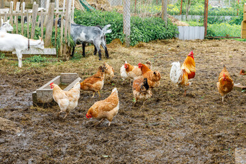 Goat and free range chicken on organic animal farm freely grazing in yard on ranch background. Hen...