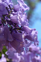 purple jacaranda flower