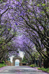 Fototapeta premium Jacaranda tree lined street in the spring time Johannesburg