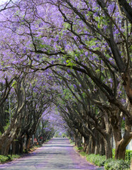 Obraz premium Jacaranda tree lined street in the spring time Johannesburg