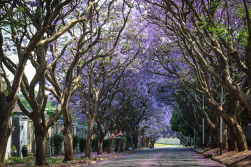 Naklejka premium Jacaranda tree lined street in the spring time Johannesburg