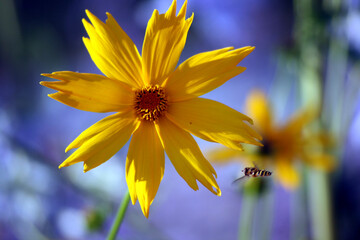 flower, yellow, bee, natur, kwiat - obrazy, fototapety, plakaty