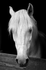 horse