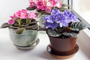 Blooming blue and pink saintpaulias in small pots stand by the window in the room. 