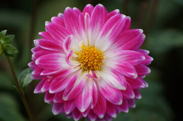 beautiful dahlia in the garden