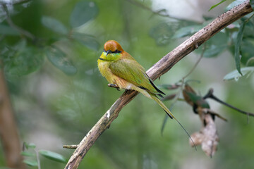 bee eater  in the forest