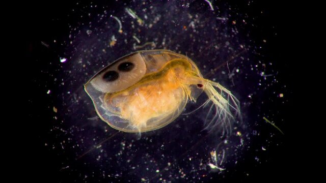 (Daphnia magna, Cladocera), small planktonic crustacean under the microscope, close-up