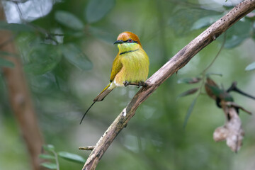 bee eater  in the forest