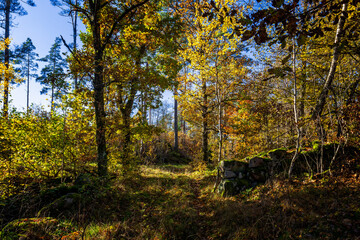 autumn in the forest
