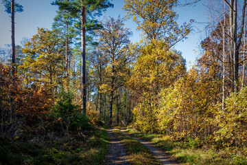 autumn in the forest