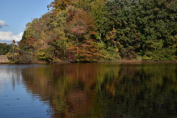 Fototapeta premium Fall Foliage