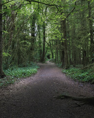 Dark Forest - Ireland