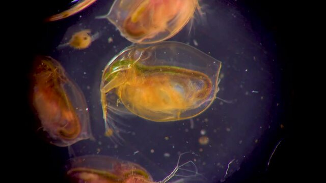 (Daphnia magna, Cladocera), small planktonic crustacean under the microscope, close-up