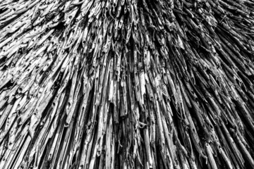 Stalks of reeds. The roof is covered with reed stalks. An ancient method of covering the roof, reeds darkened by time. Background, straw, reeds, stems on the cut.