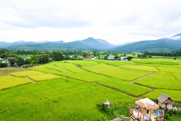 Naklejka premium landscape with cows