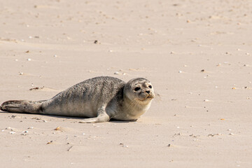Junger Seehund am Strand von Amrum