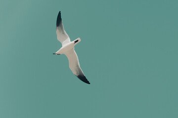 view of a sea gull in flight from below in front of even teal colored background