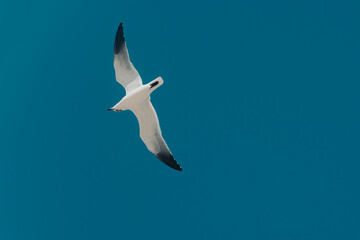 view of a sea gull in flight from below in front of even colored blue sky