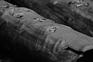 Mushrooms, which probably should not be eaten in the countryside