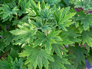 Green leaves on a cranesbill geranium plant